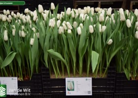 Tulipa Litouwen ® (1)